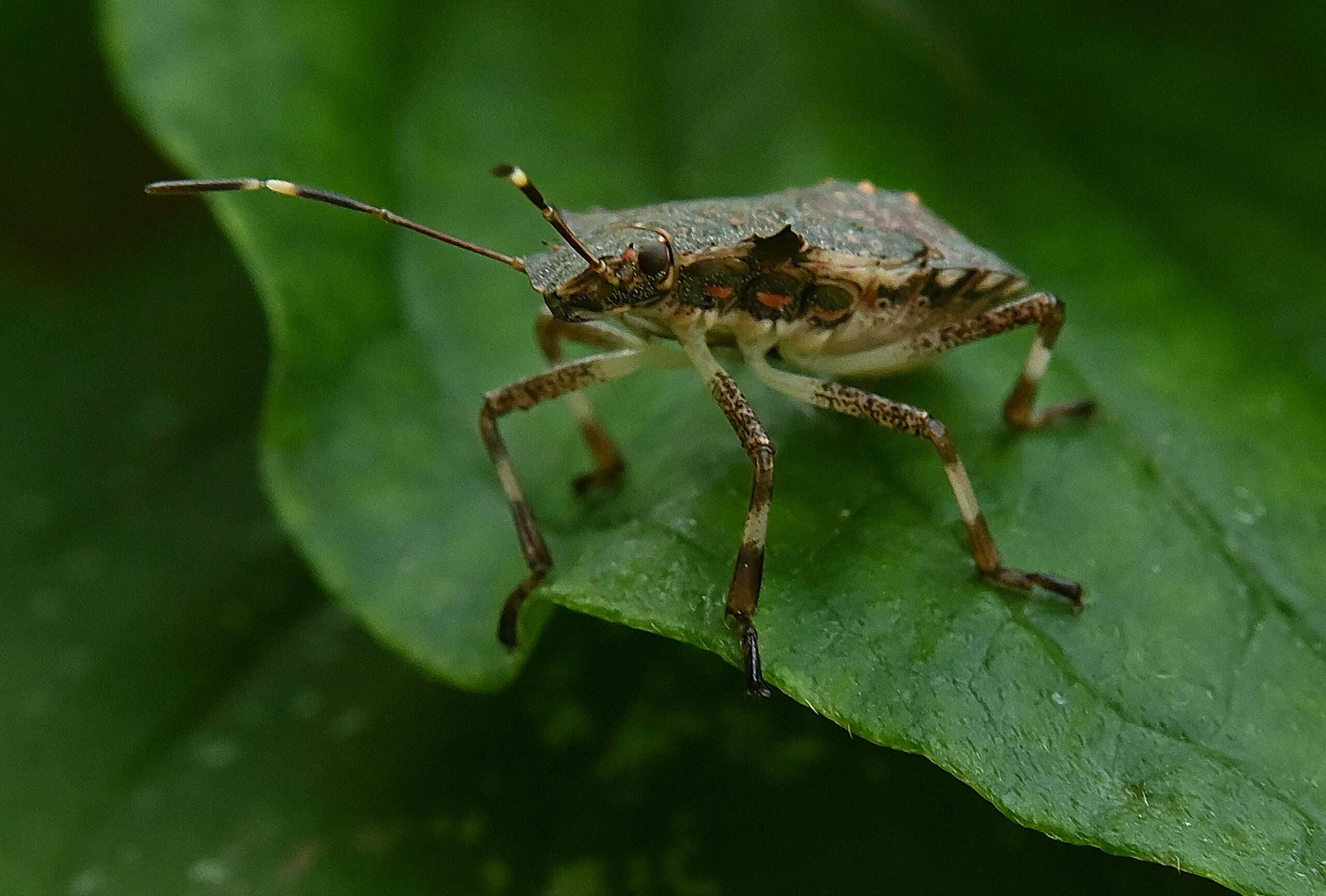 Kleine Tiere ganz groß