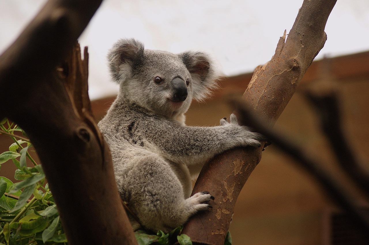 Koalas und Glühwürmchen