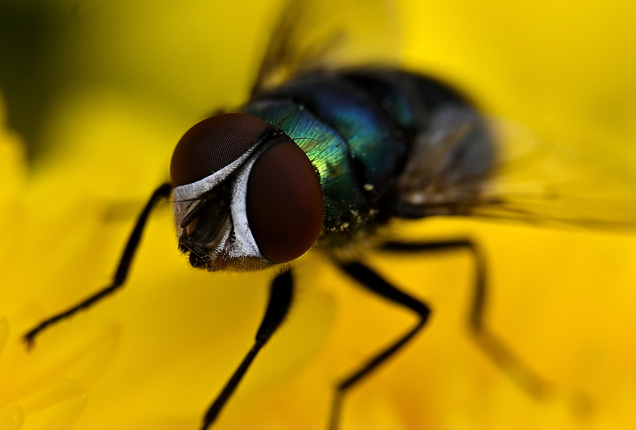 Fliegen